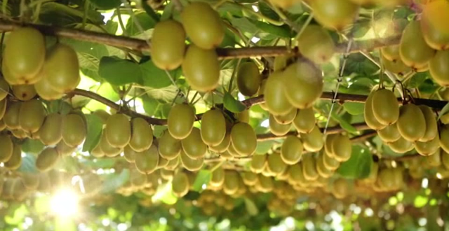 Altijd een Zespri kiwi in de winkel dankzij de cloud