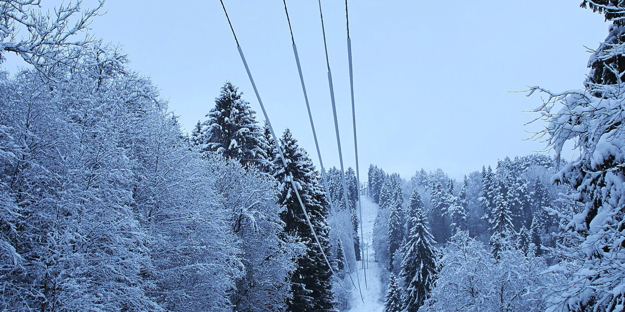 un albero coperto di neve