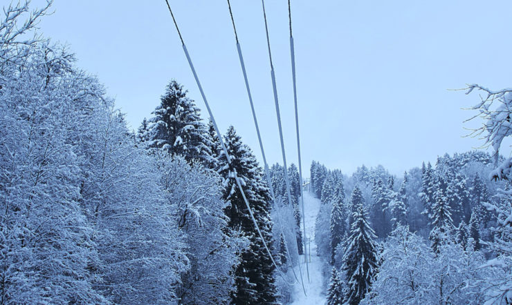 un árbol cubierto de nieve