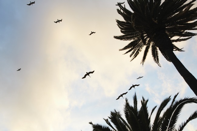 Een zomerse foto met palmbomen en vogels