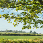 a large green field with trees in the background and a big tree in the foreground