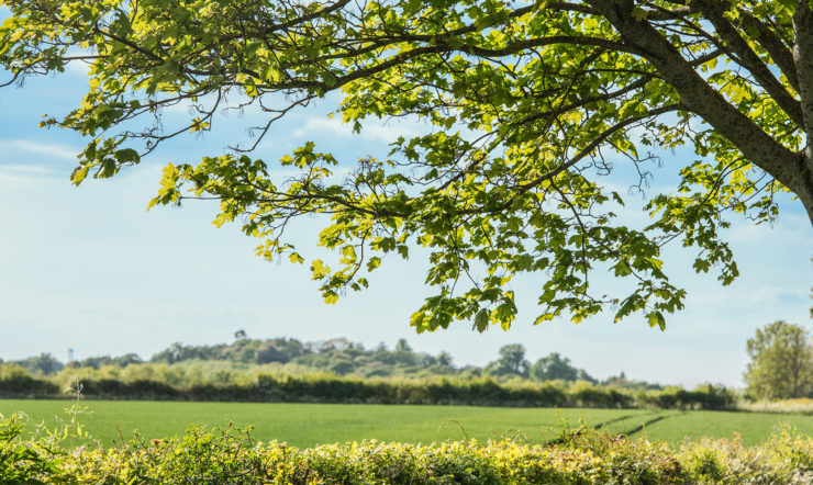 a large green field with trees in the background and a big tree in the foreground