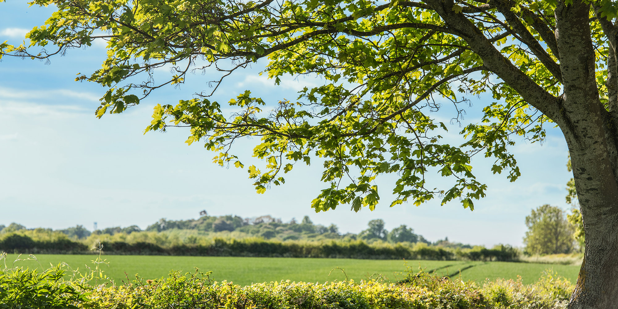 a large green field with trees in the background and a big tree in the foreground