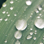 Droplets on a leaf