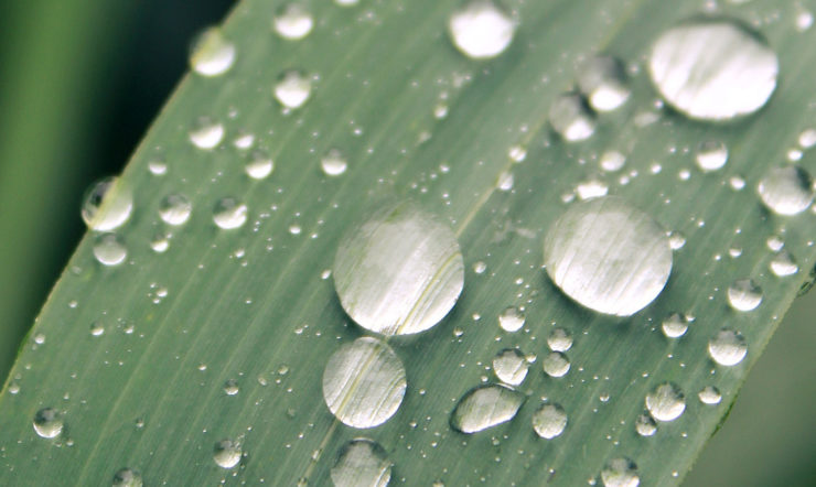 Droplets on a leaf