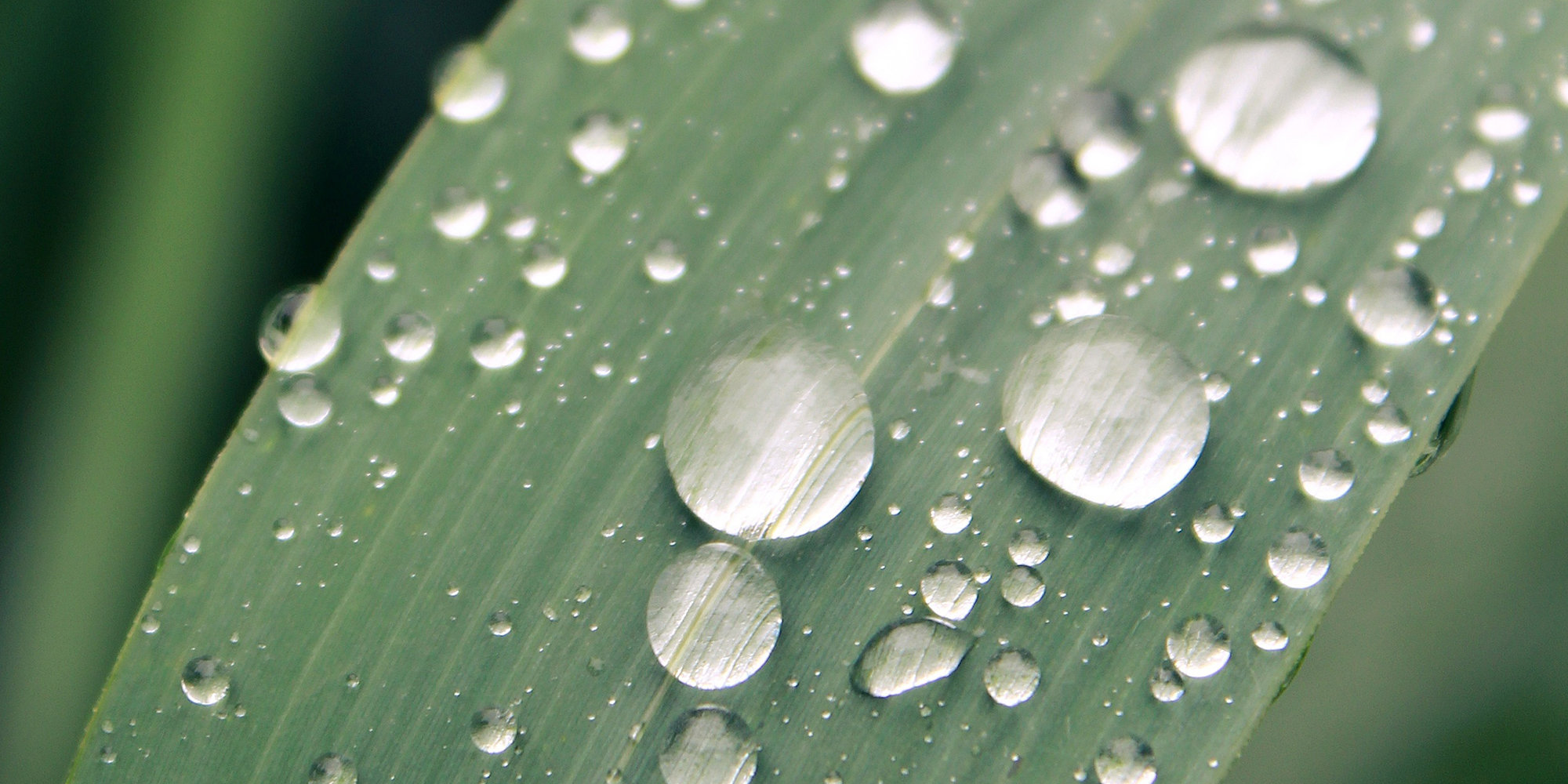 Droplets on a leaf