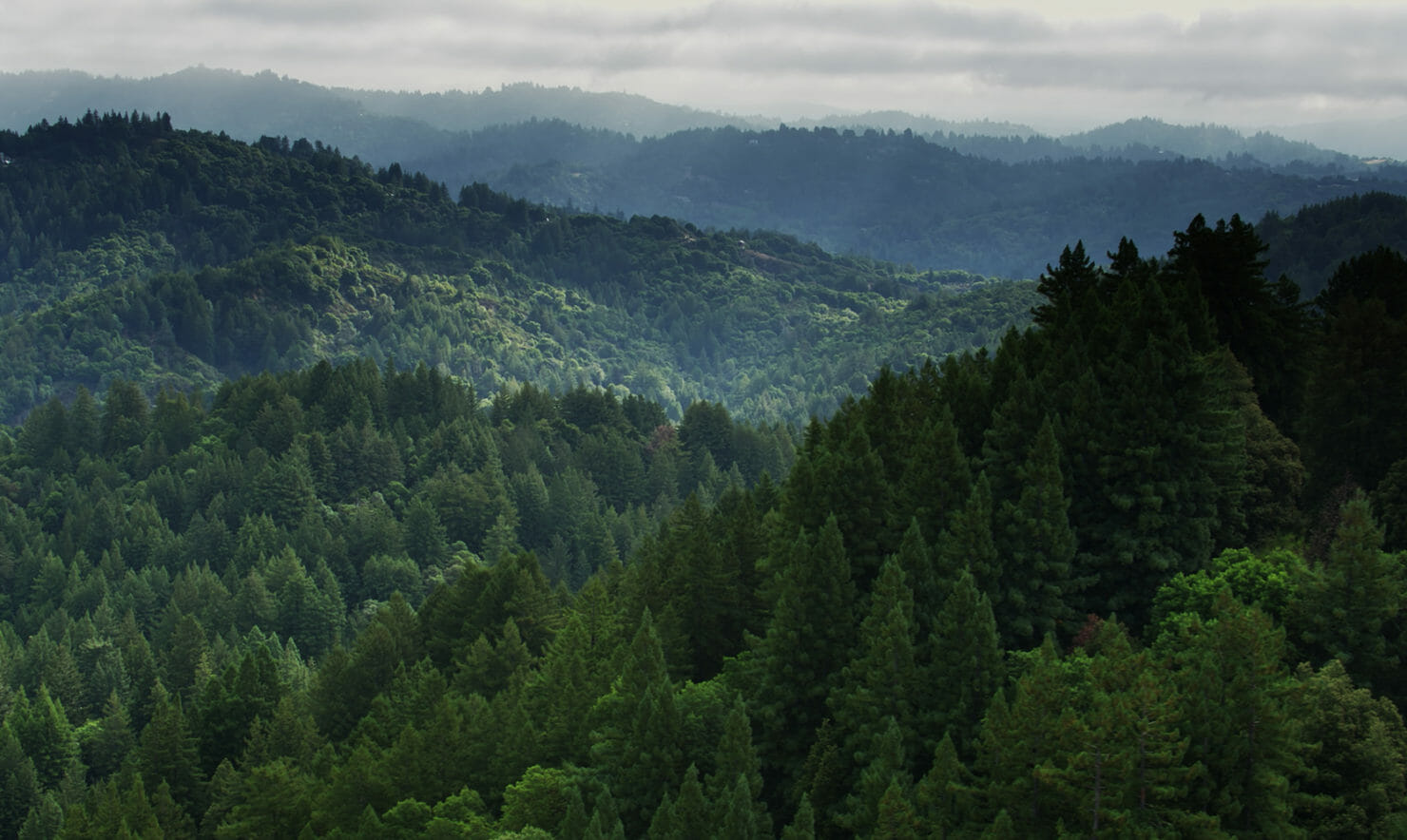 Baum mit einem Berg im Hintergrund