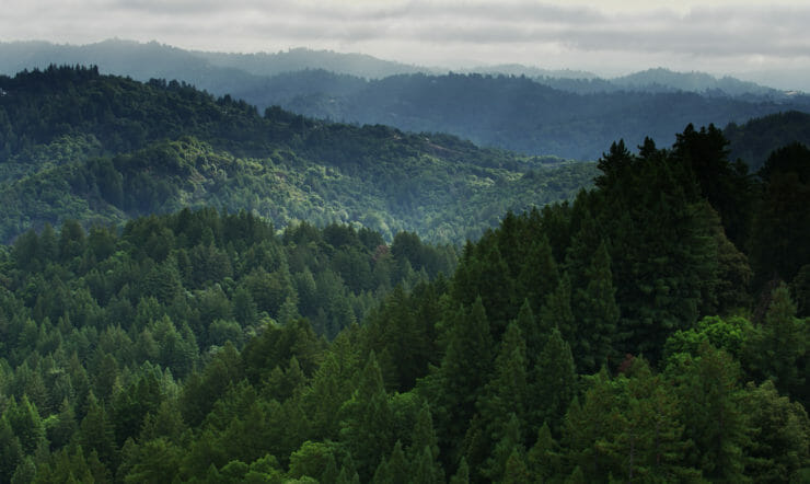 a tree with a mountain in the background