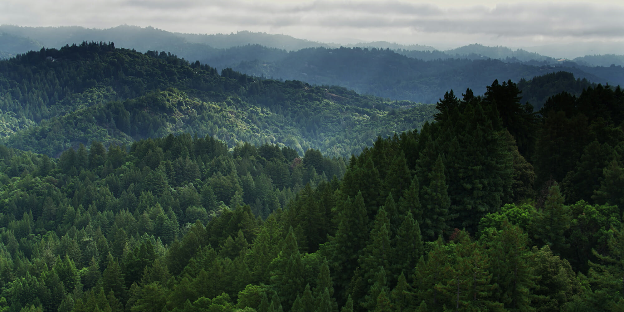 Baum mit einem Berg im Hintergrund