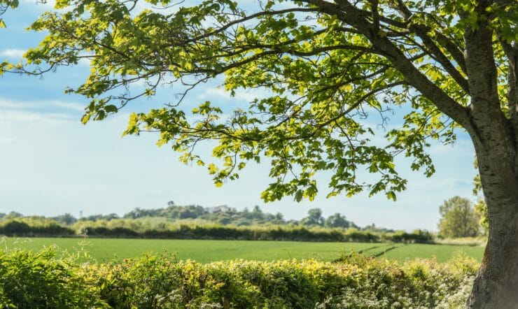 et stort grønt felt med trær i bakgrunnen