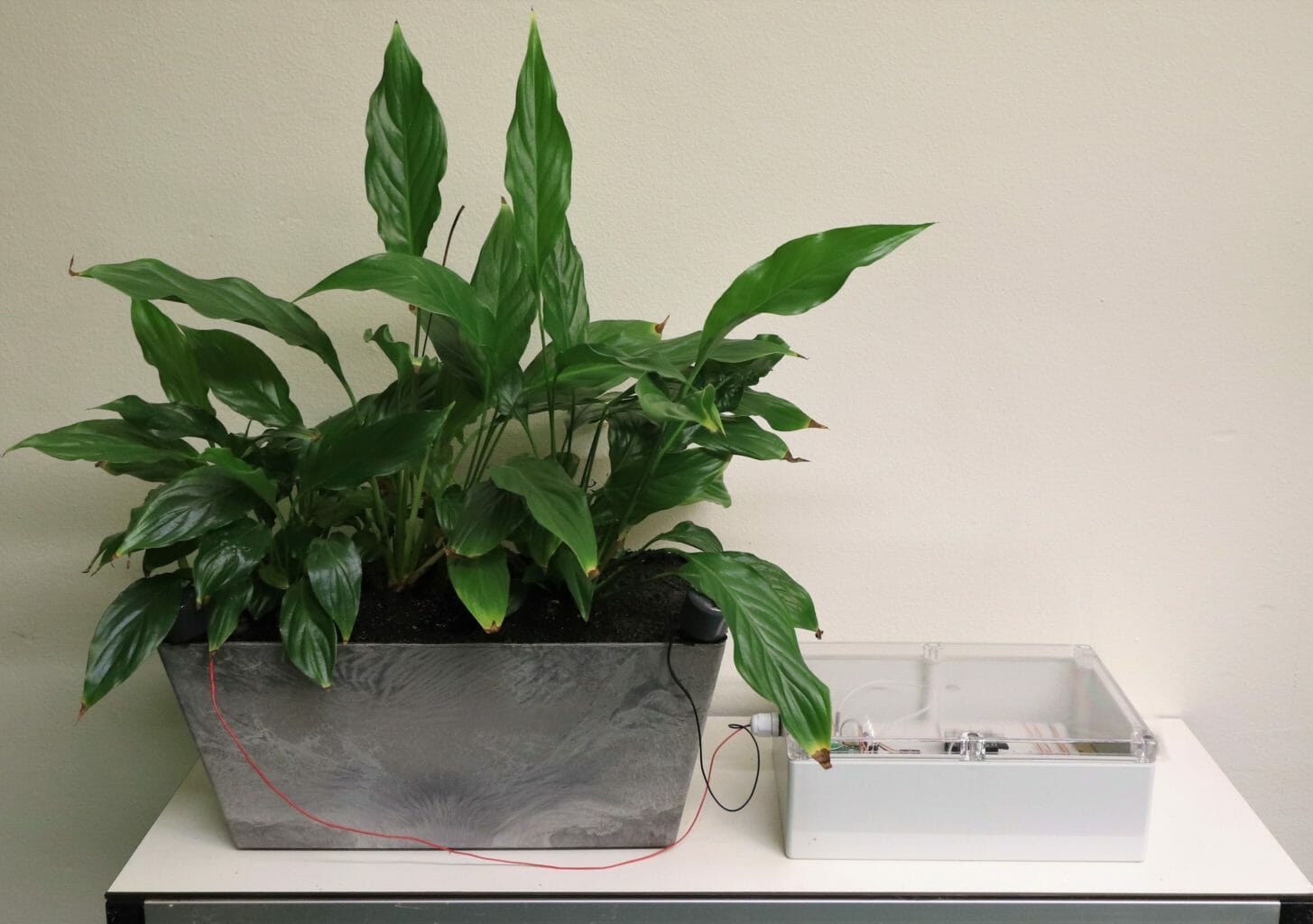 plant with iot sensor