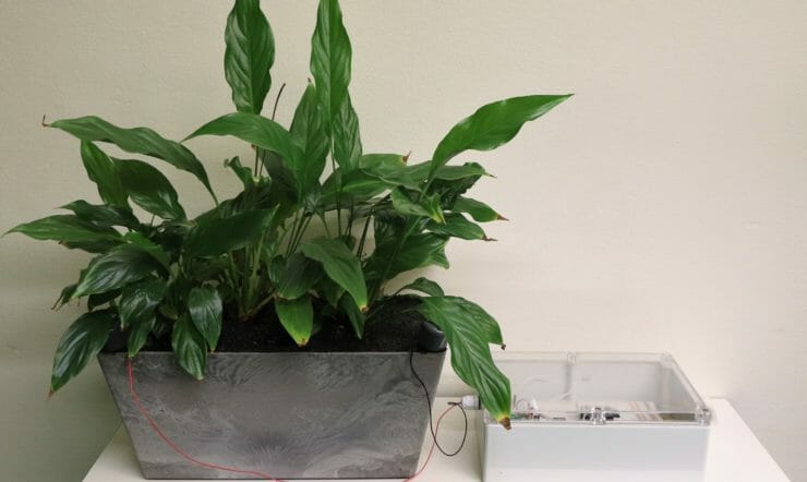 plant with iot sensor