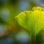 Green Leaf in Sunshine