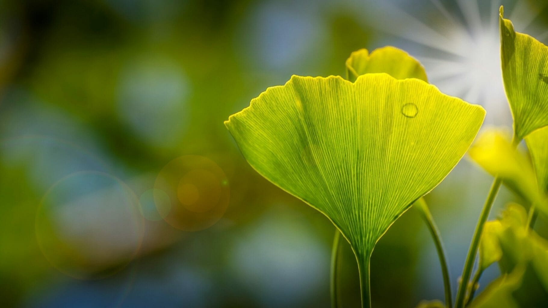 Green Leaf in Sunshine