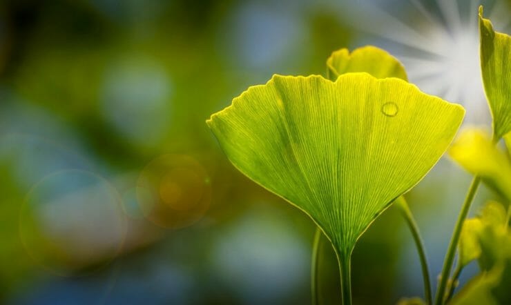 Green Leaf in Sunshine