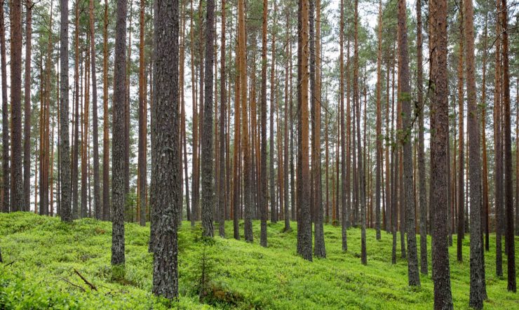 Sostenibilidad forestal