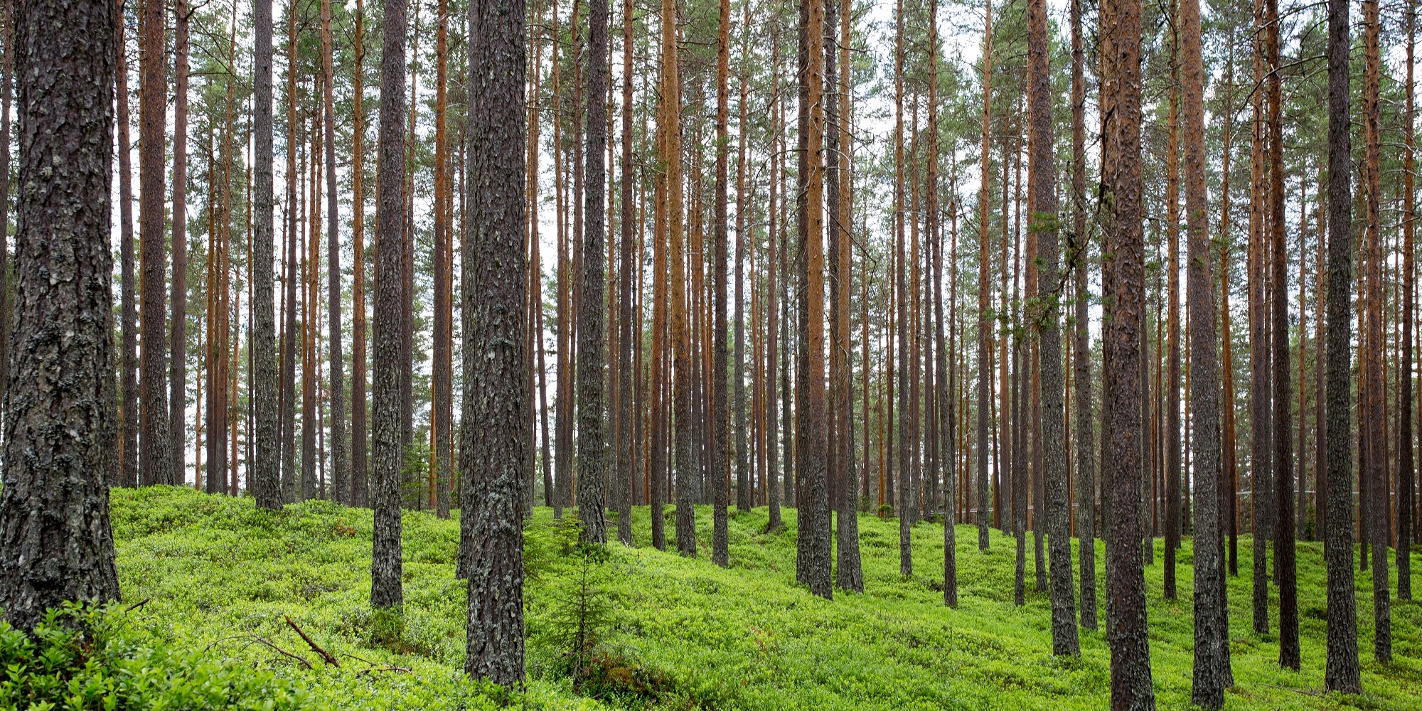 Sostenibilidad forestal