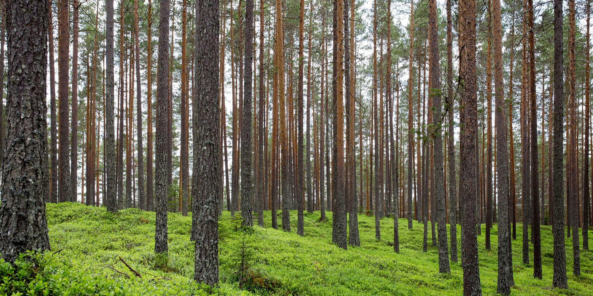 Forest Sustainability