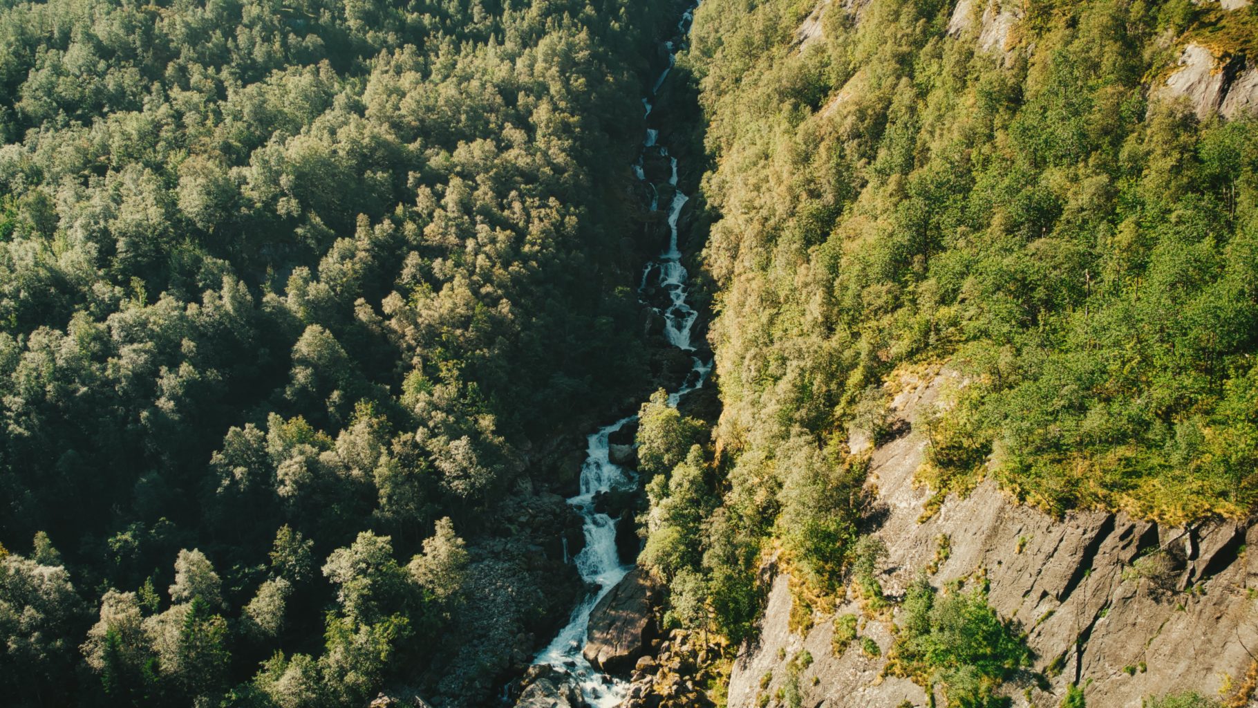 Norsk granskog med rennende foss i midten