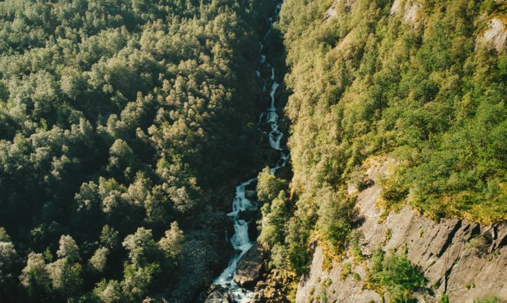 Norsk granskog med rennende foss i midten