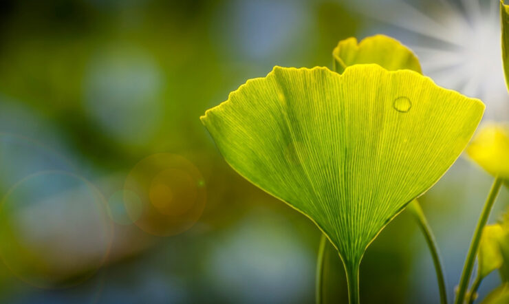 blurred background with Green flowers